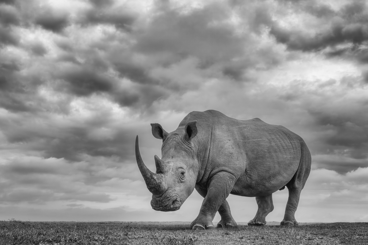 White Rhinos - The Gentler Giants