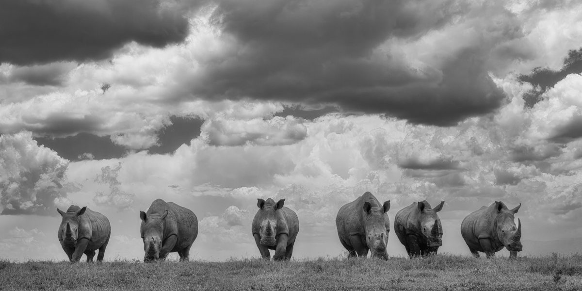 White Rhinos - The Gentler Giants