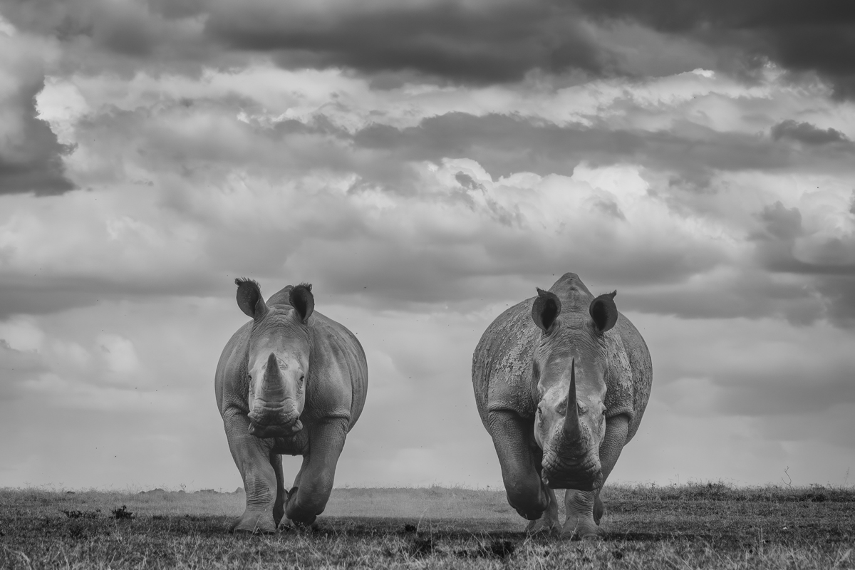 White Rhinos - The Gentler Giants