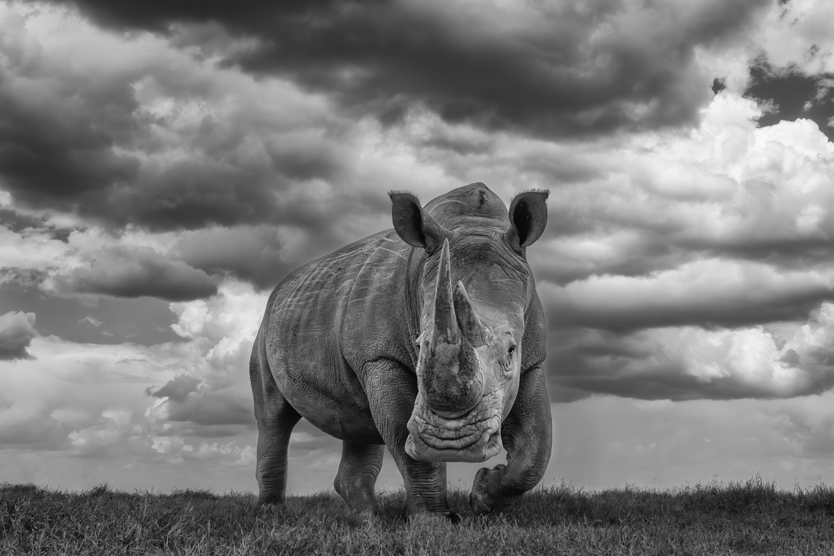 White Rhinos - The Gentler Giants