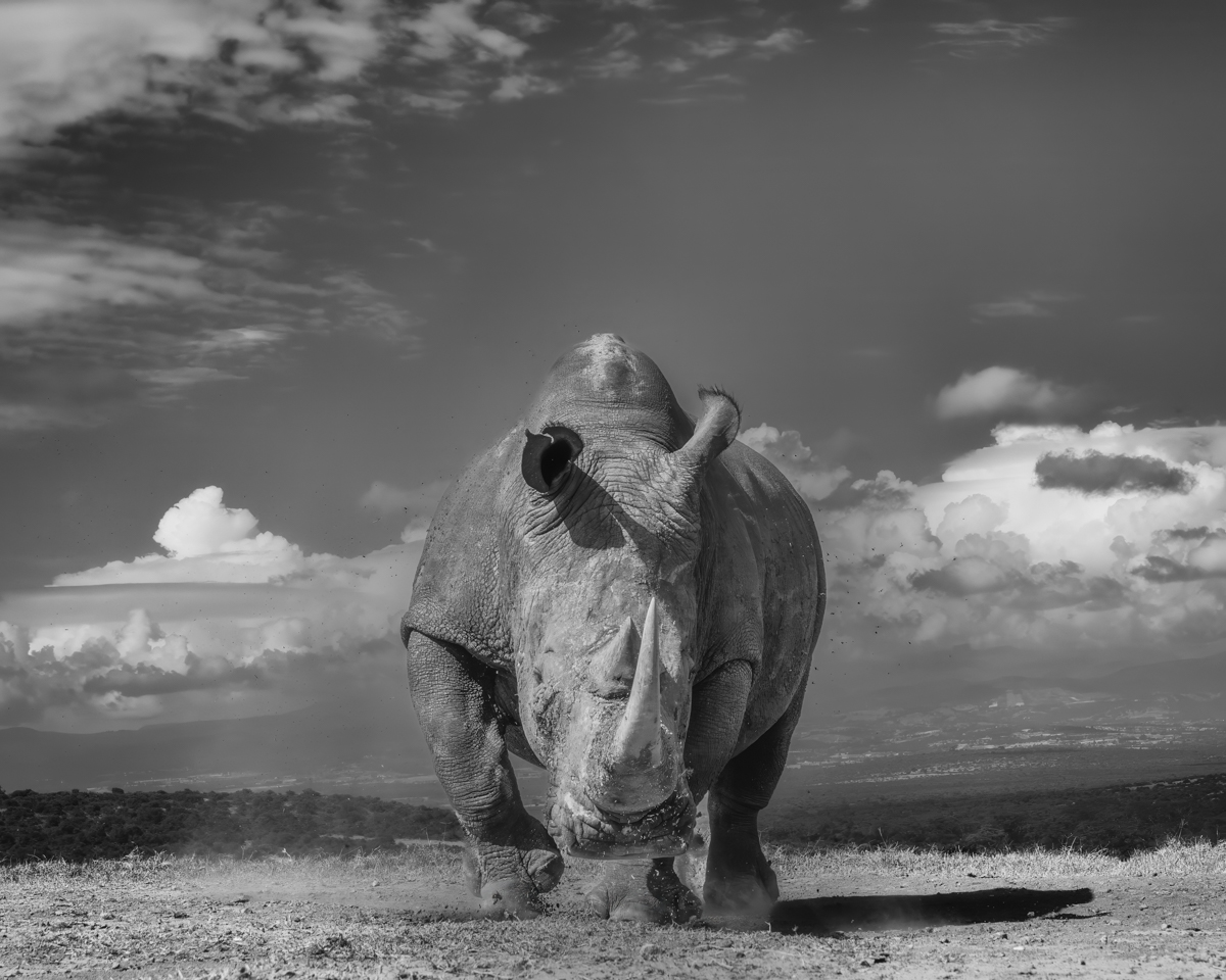 White Rhinos - The Gentler Giants