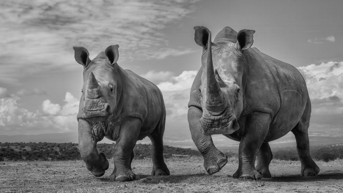 White Rhinos - The Gentler Giants