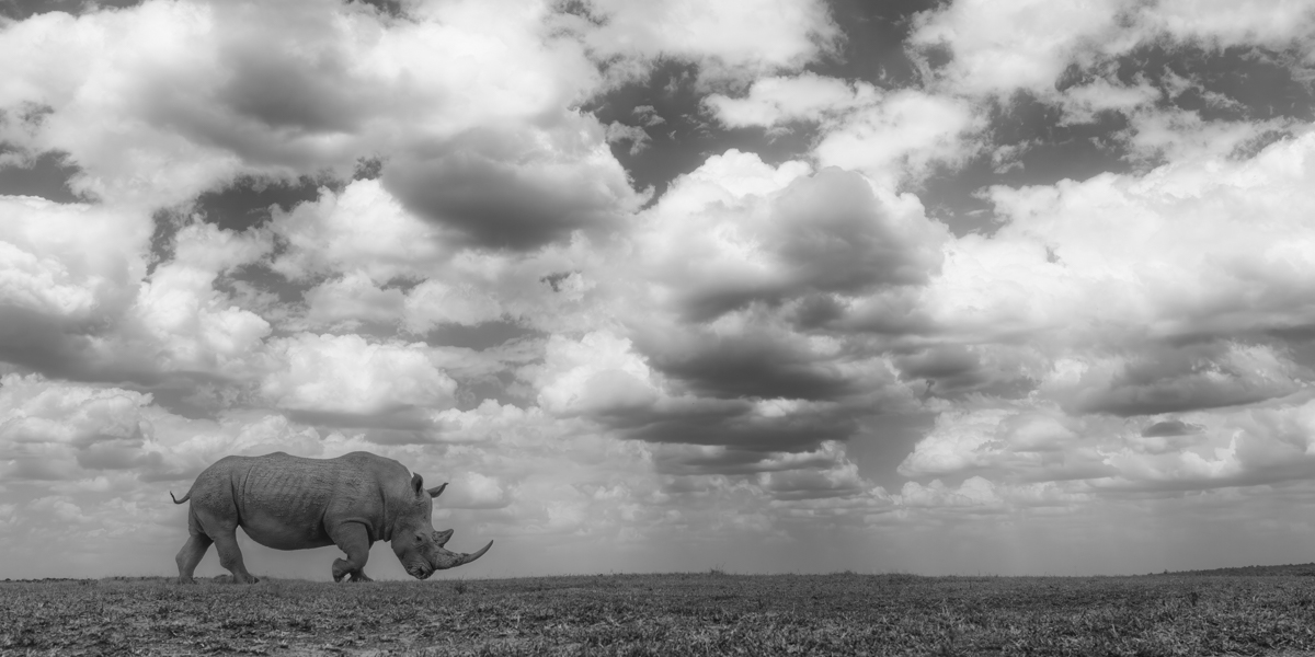 White Rhinos - The Gentler Giants