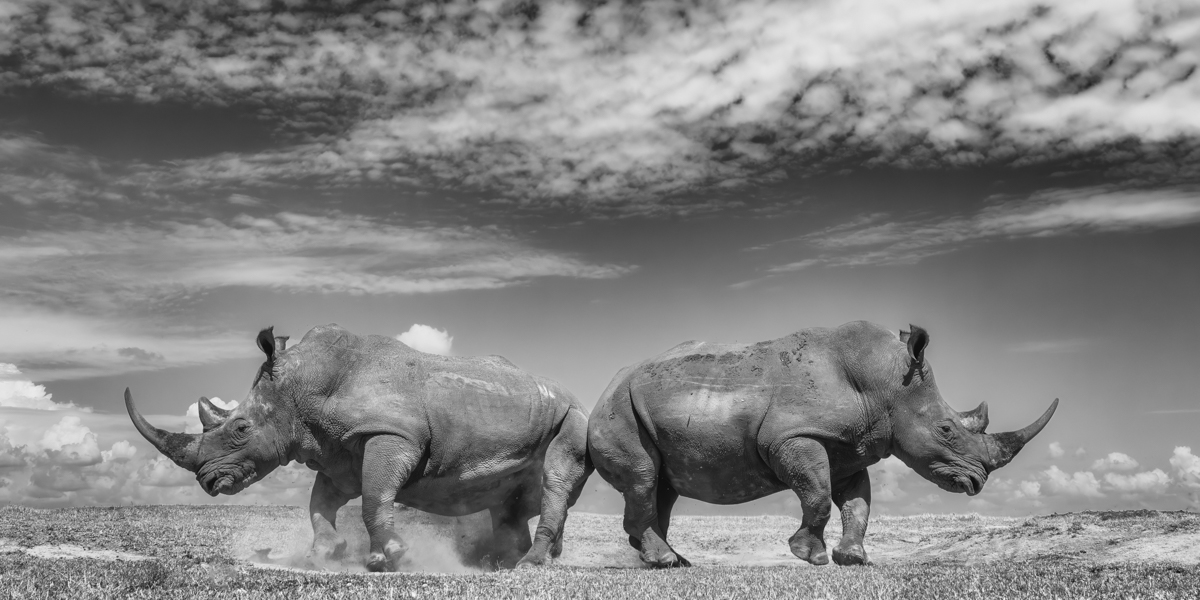 White Rhinos - The Gentler Giants