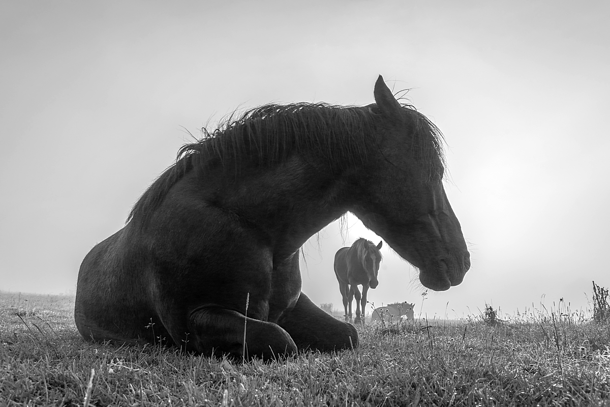 Sunrise Horses