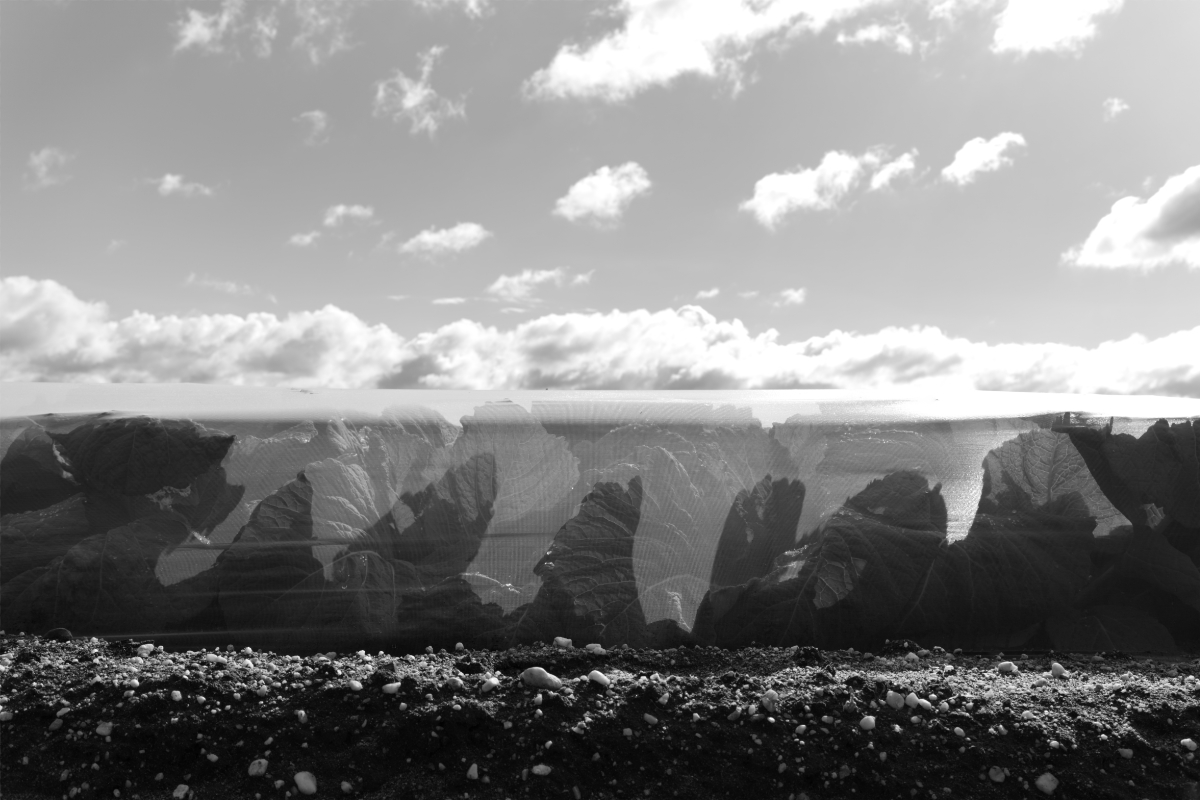 The Tarped Landscape