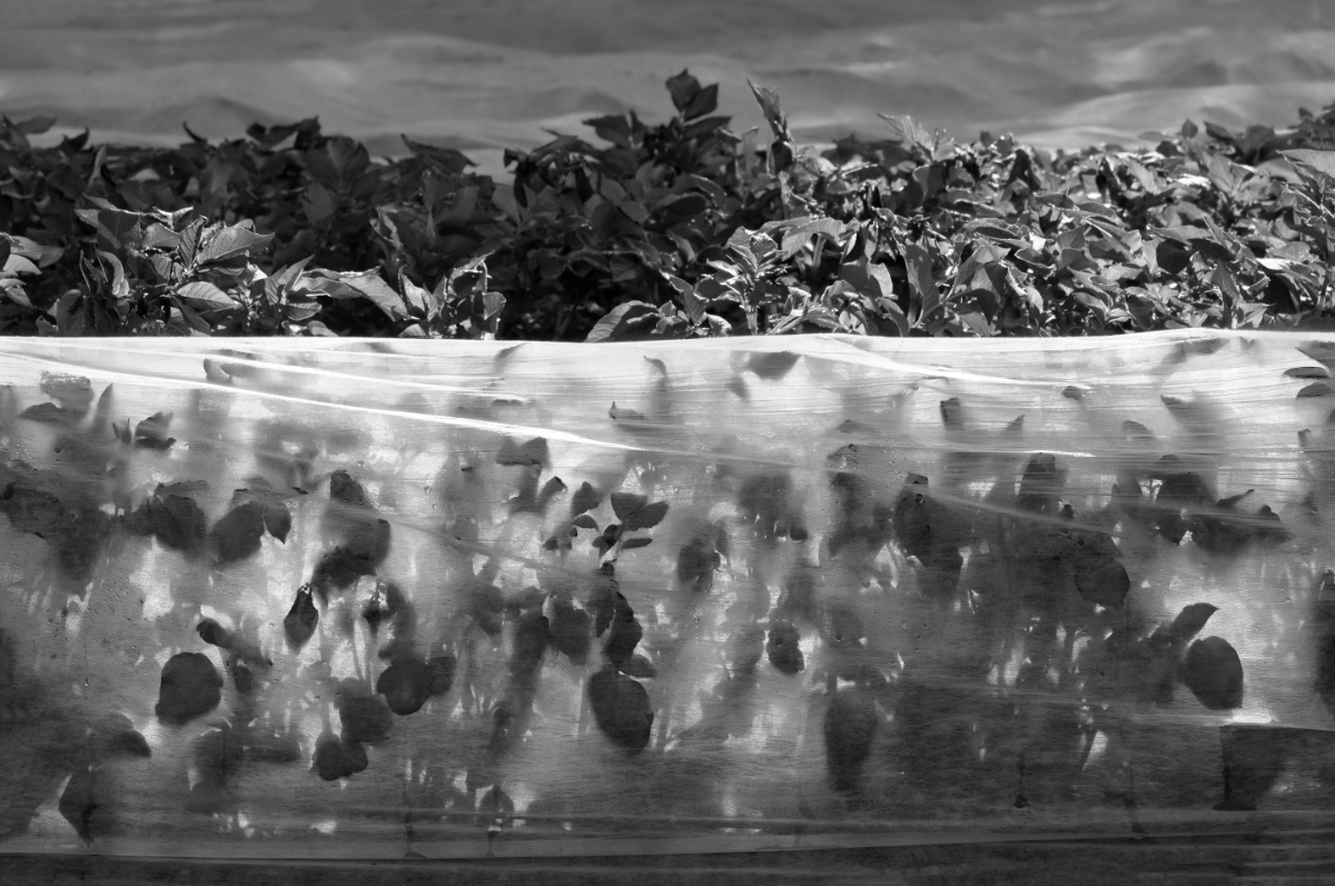 The Tarped Landscape