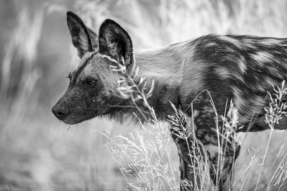 African Wild Dog