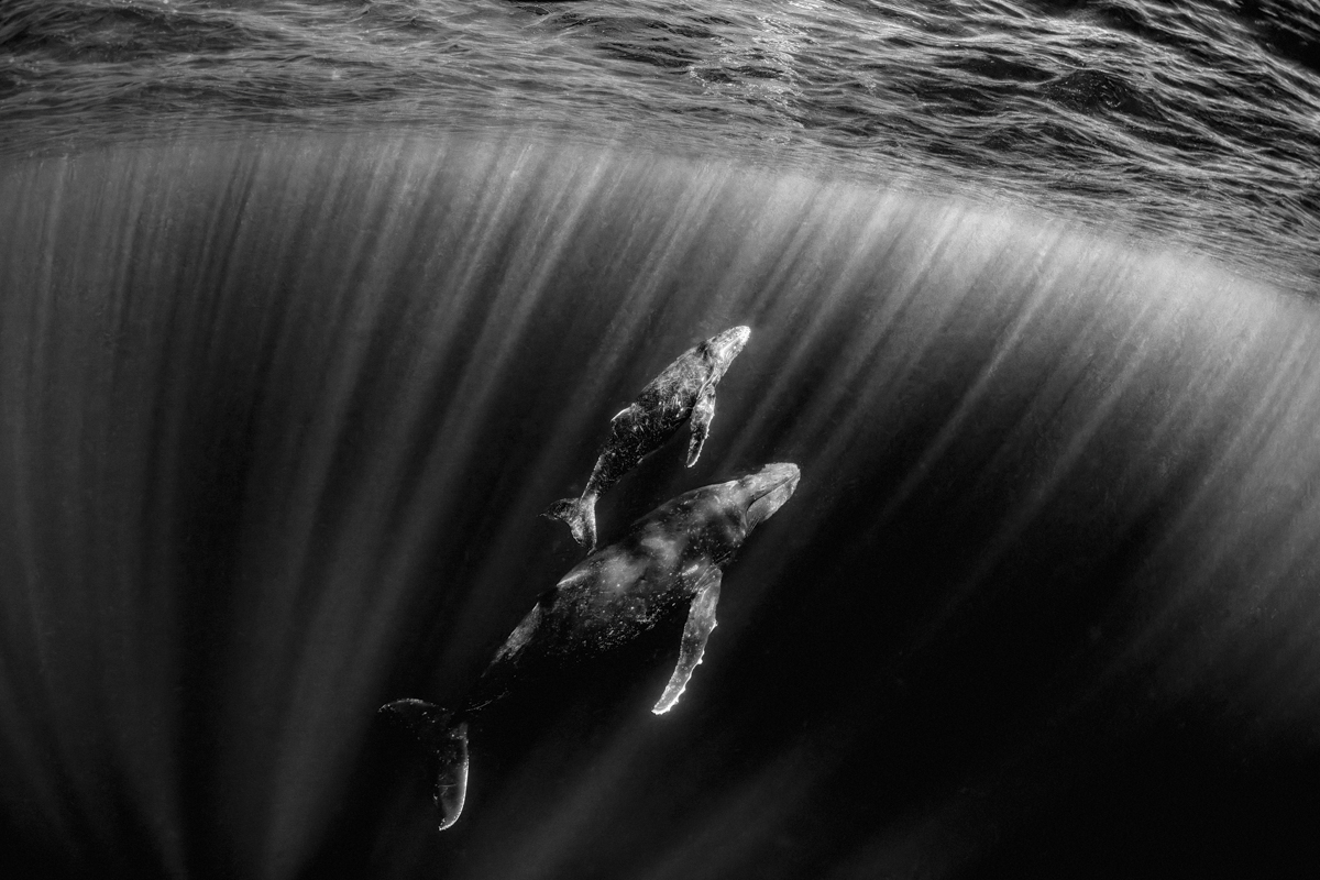 Coming Up for Air in Monochrome