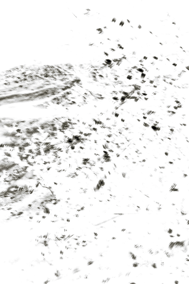 Light Becoming Ink