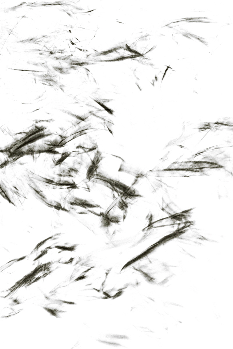 Light Becoming Ink
