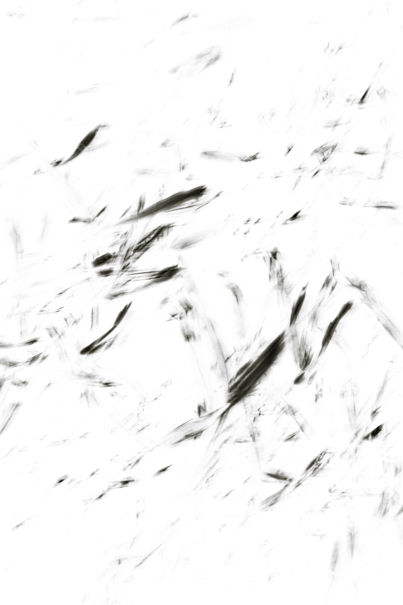 Light Becoming Ink