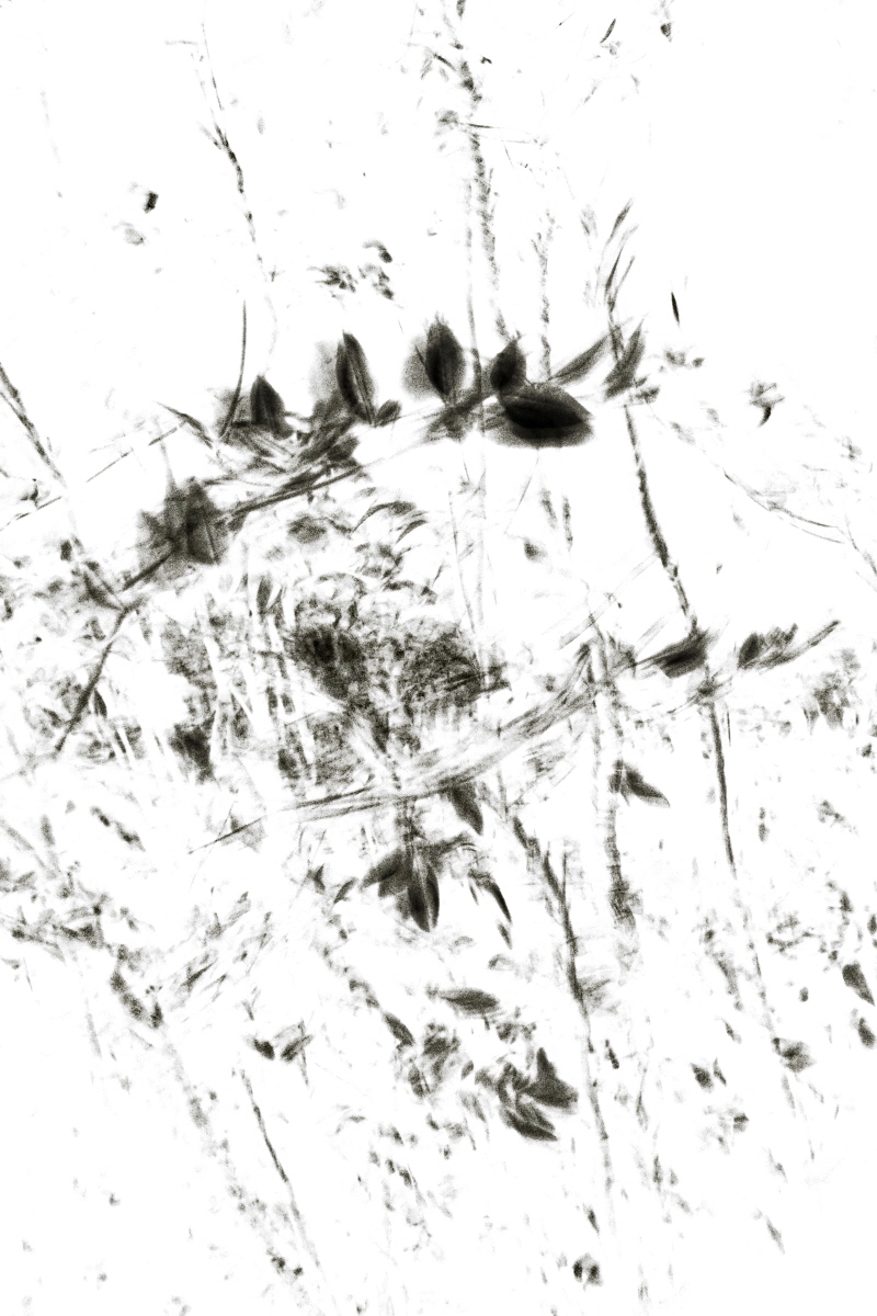 Light Becoming Ink