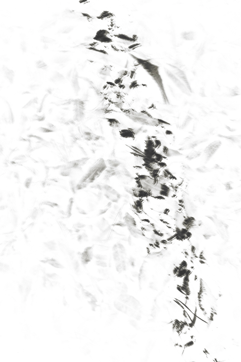 Light Becoming Ink