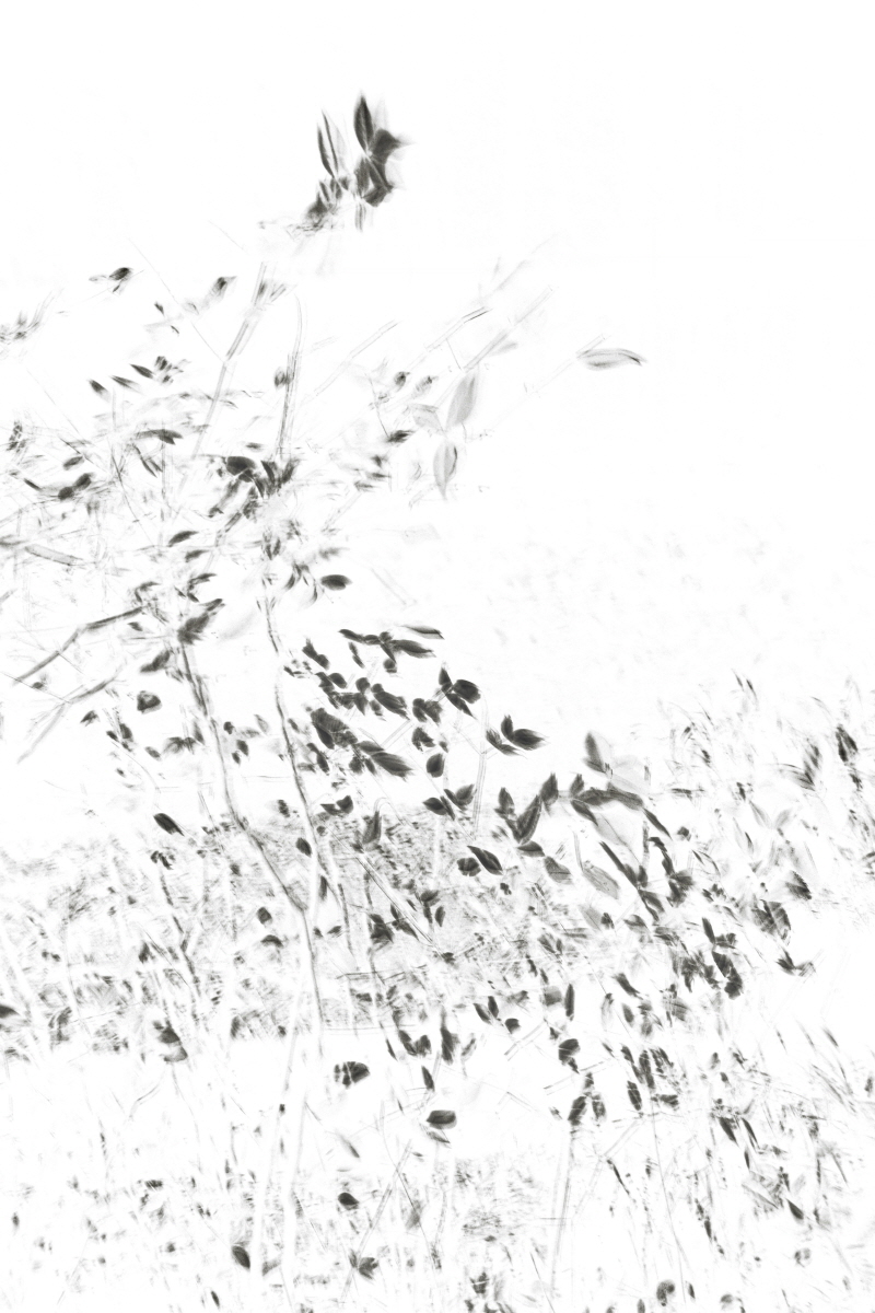 Light Becoming Ink