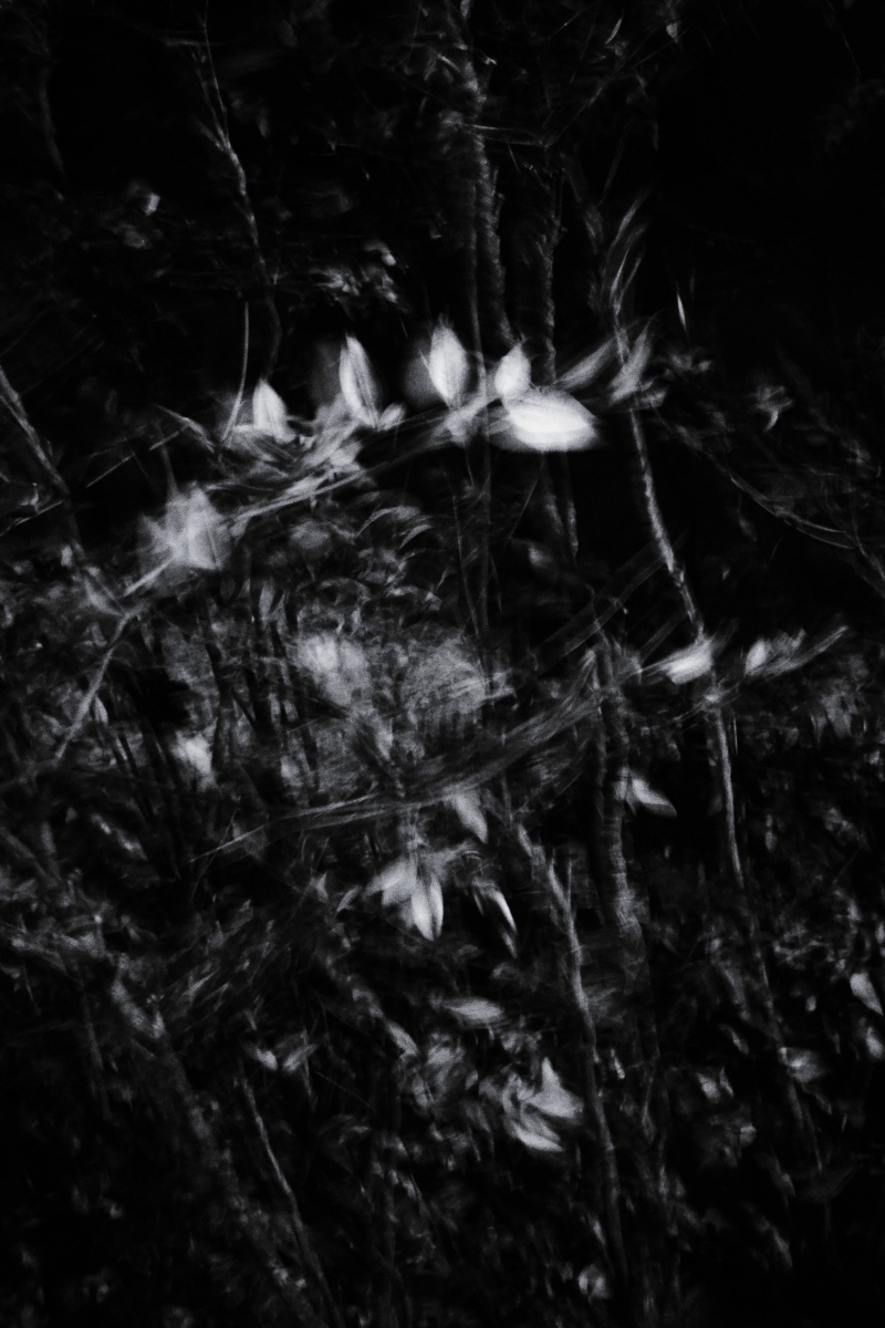 Resonance of Light