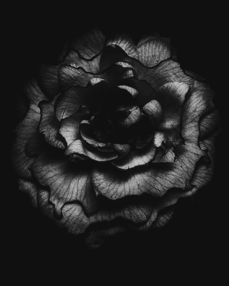 Botanical Anatomy