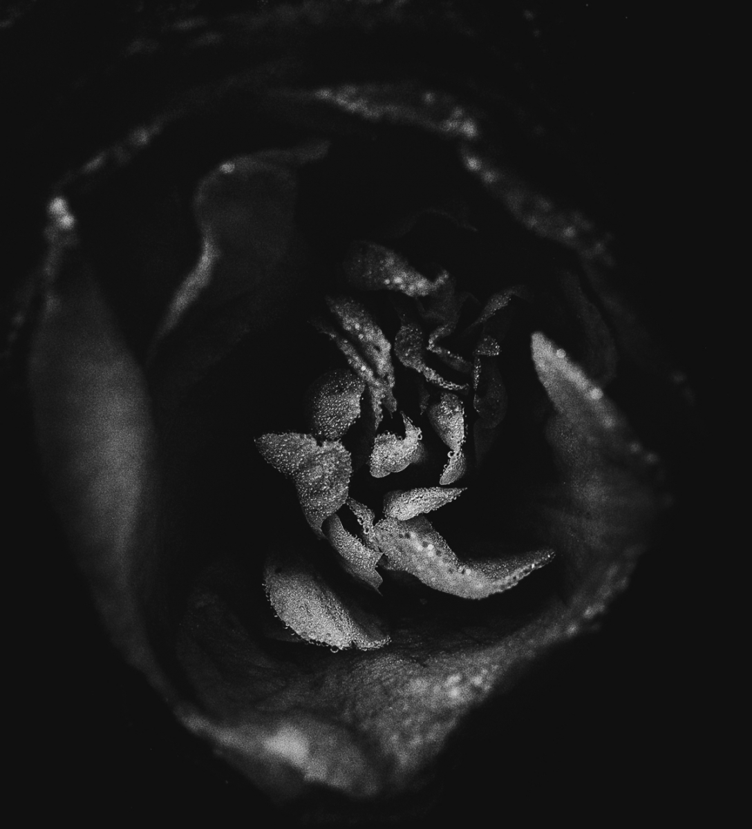 Botanical Anatomy