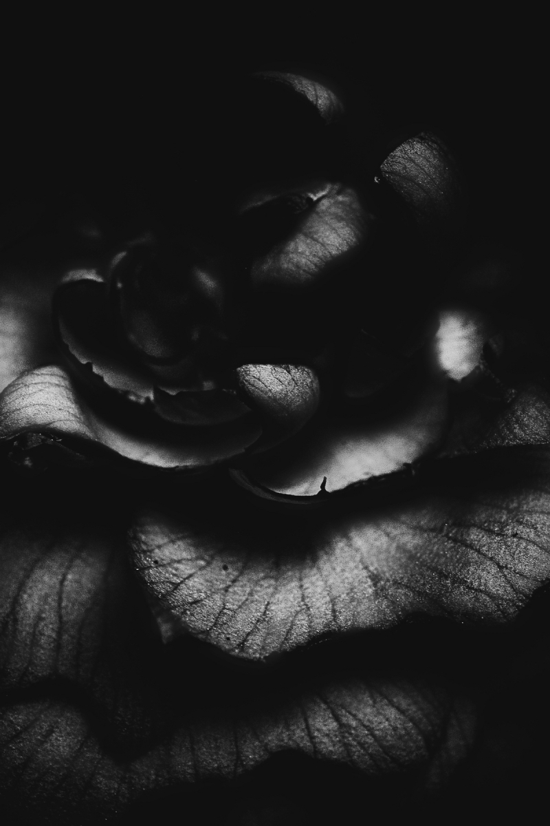 Botanical Anatomy
