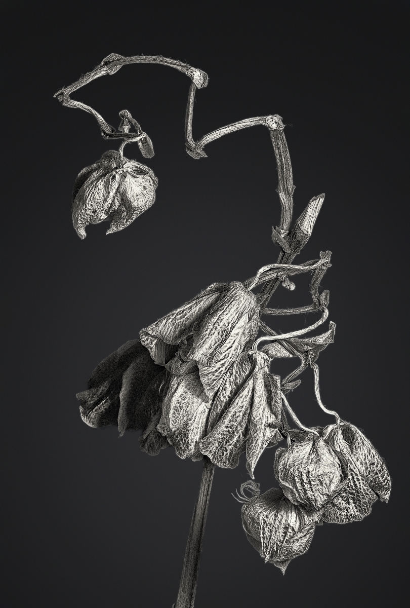 The Silent Weaver’s Reliquary