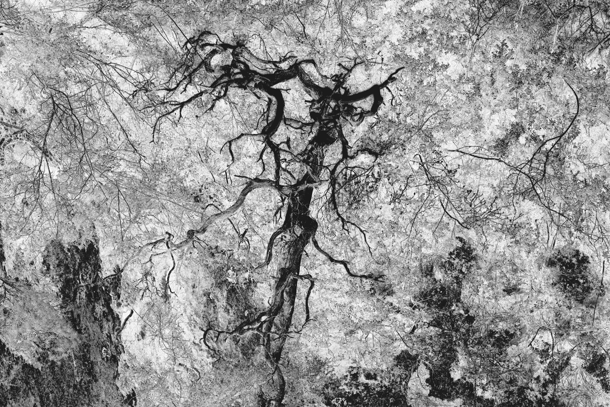 Dead tree