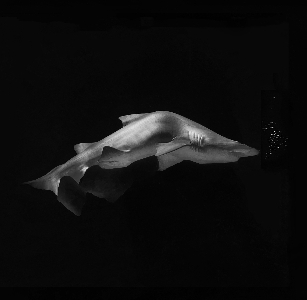 The Beauty of the Deep