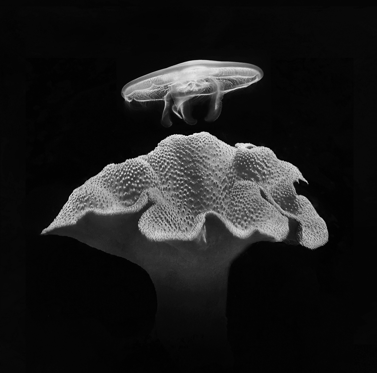 The Beauty of the Deep