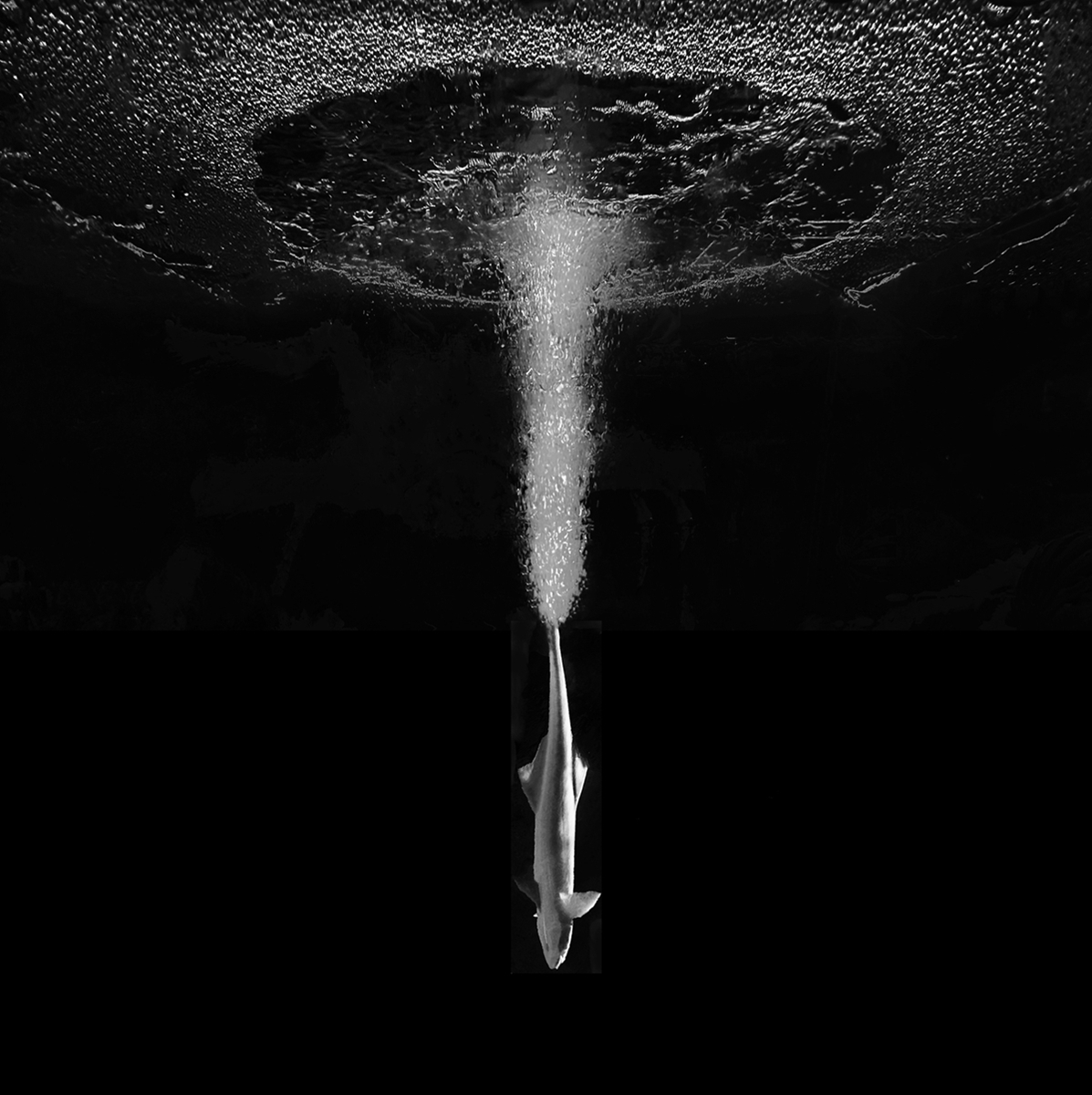 The Beauty of the Deep
