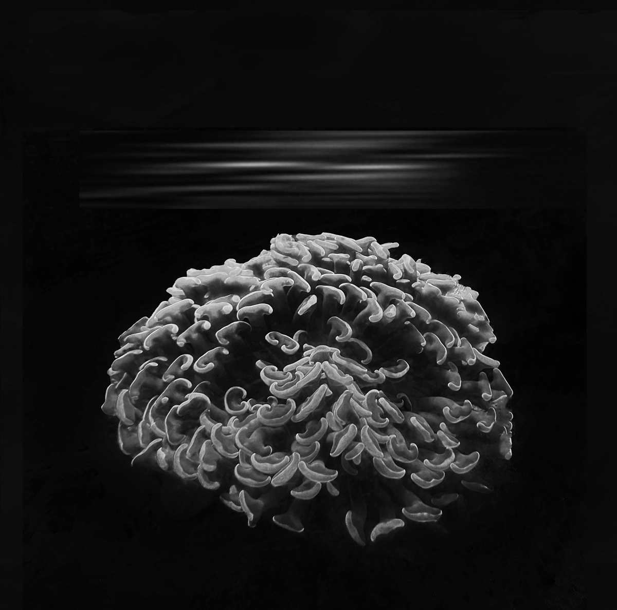 The Beauty of the Deep