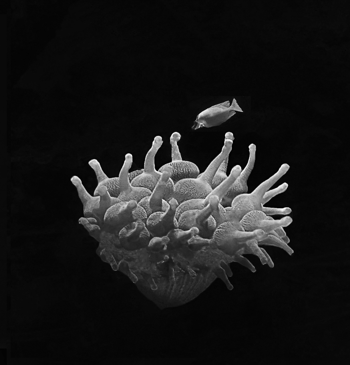 The Beauty of the Deep