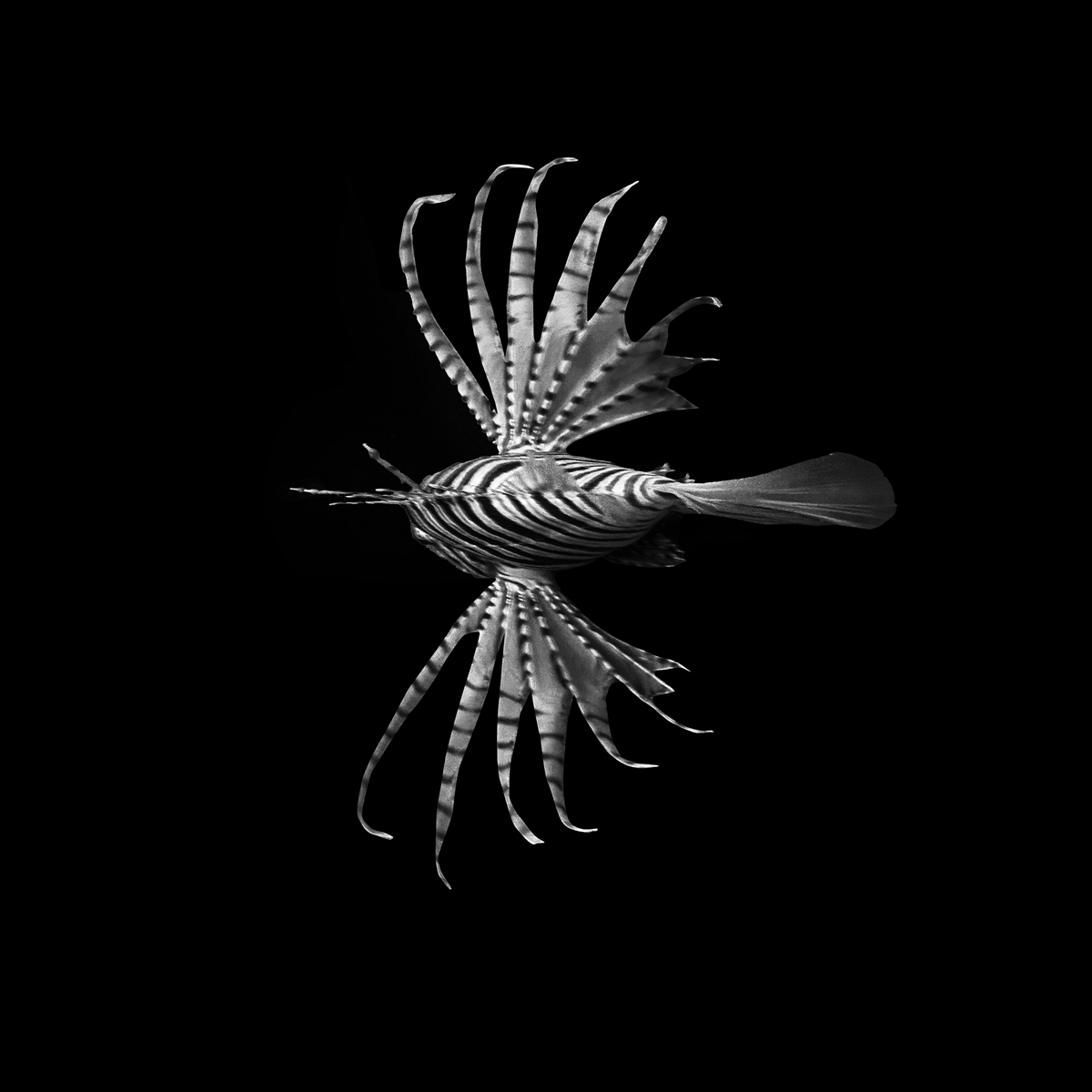The Beauty of the Deep
