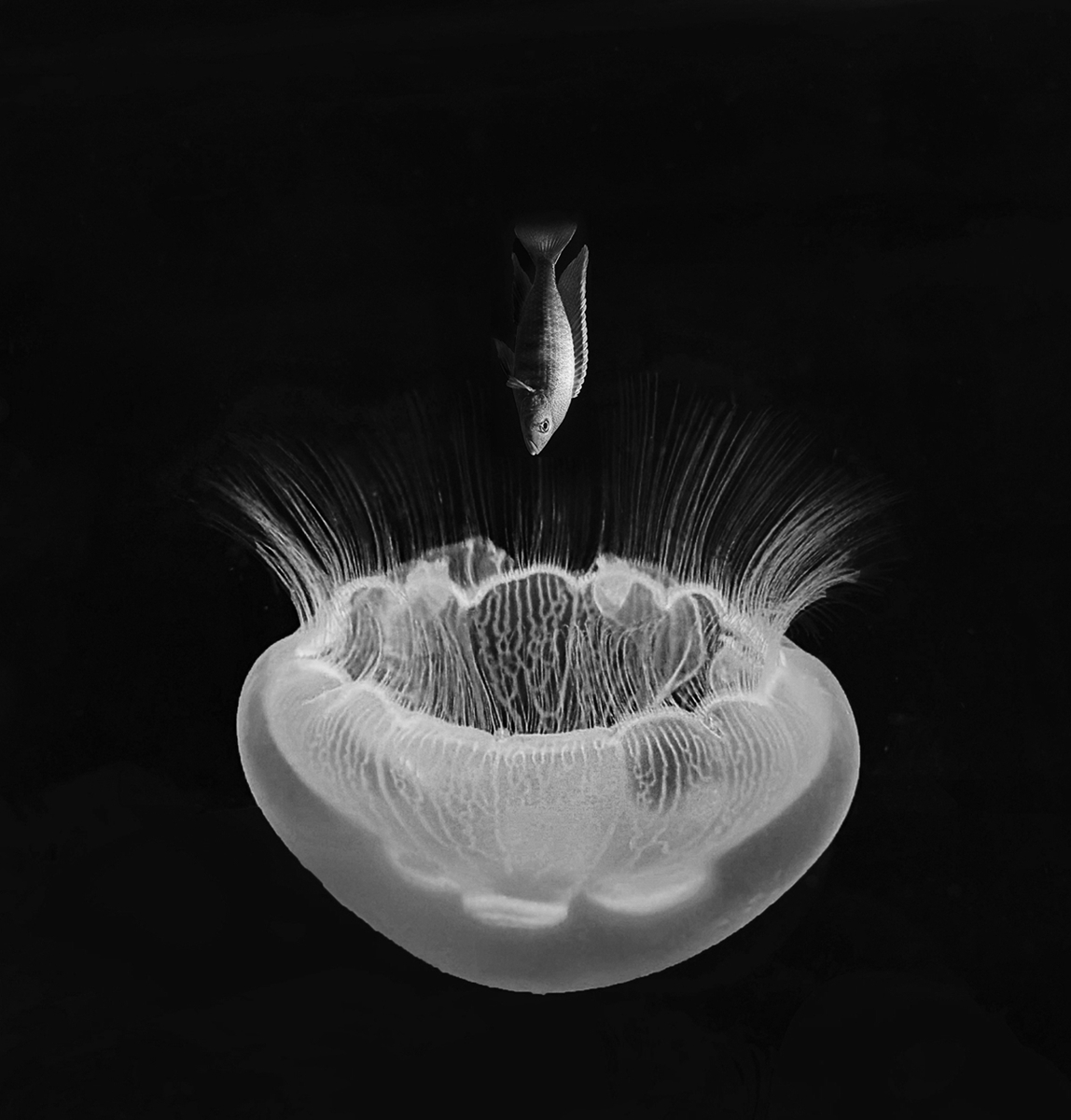 The Beauty of the Deep