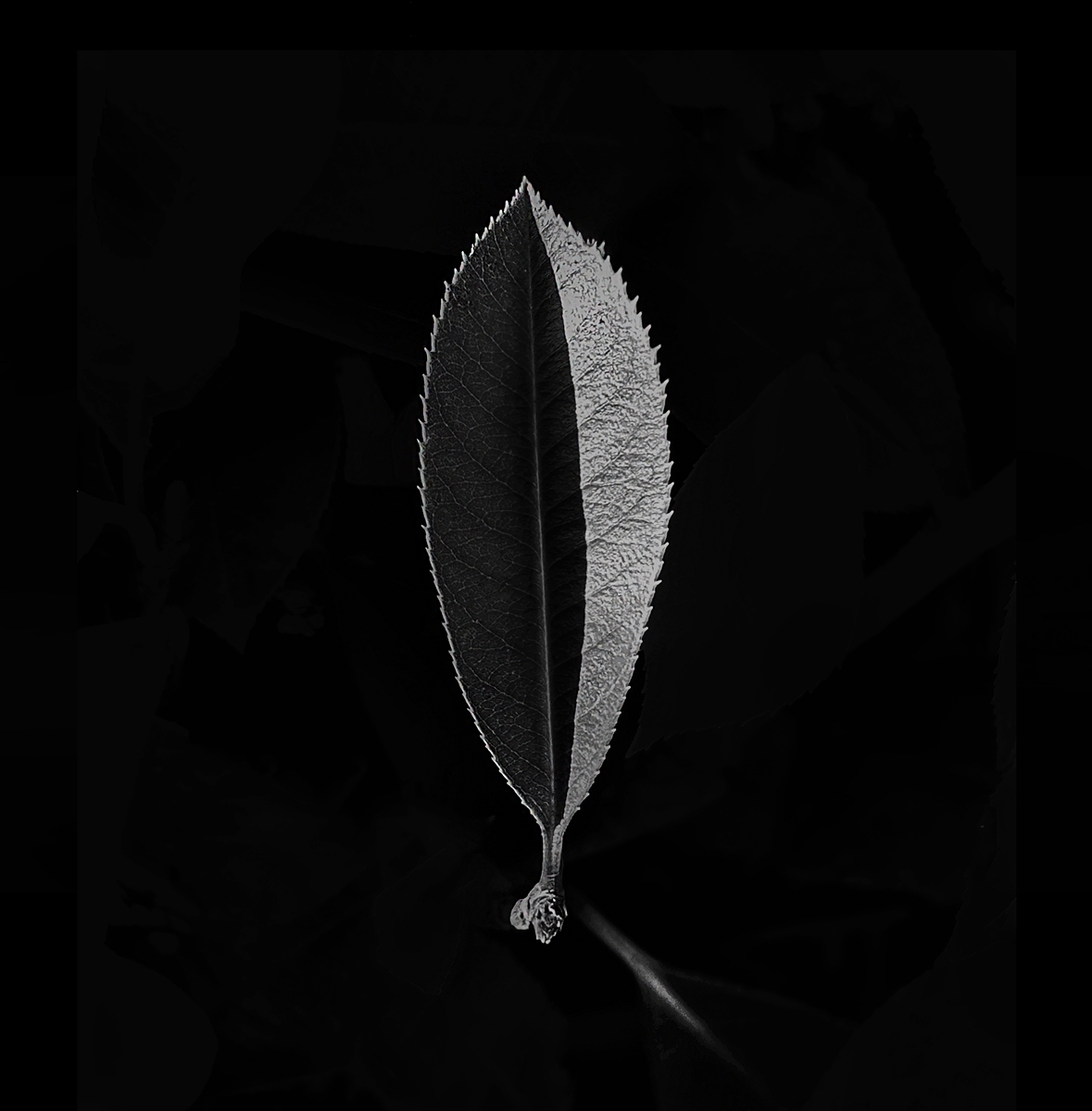 Leaf of Life