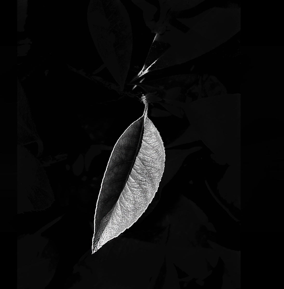 Leaf of Life