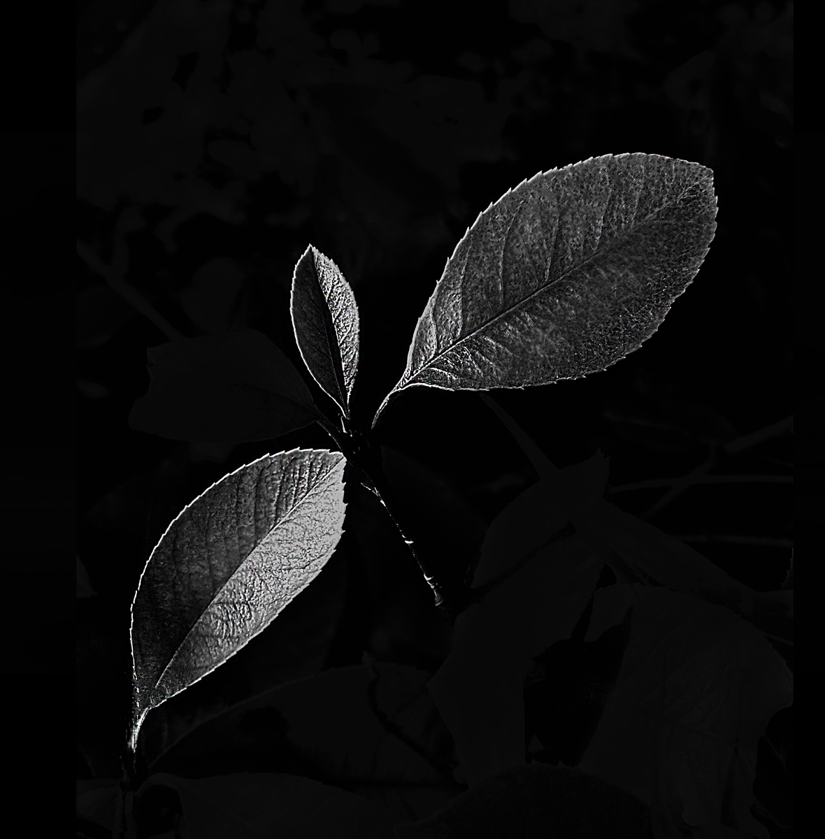 Leaf of Life
