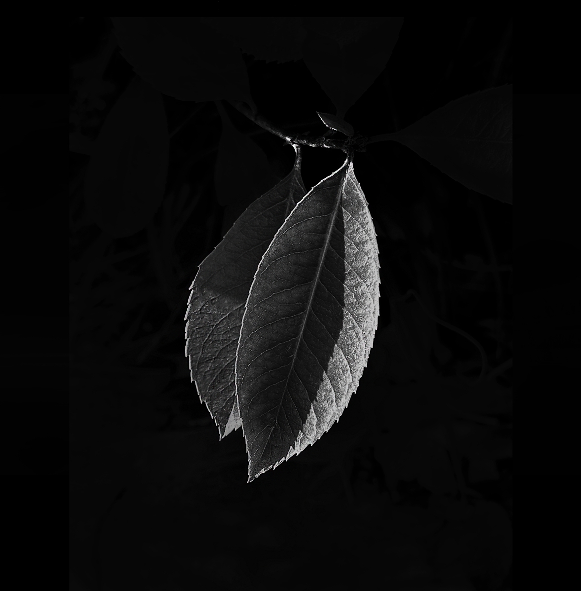 Leaf of Life