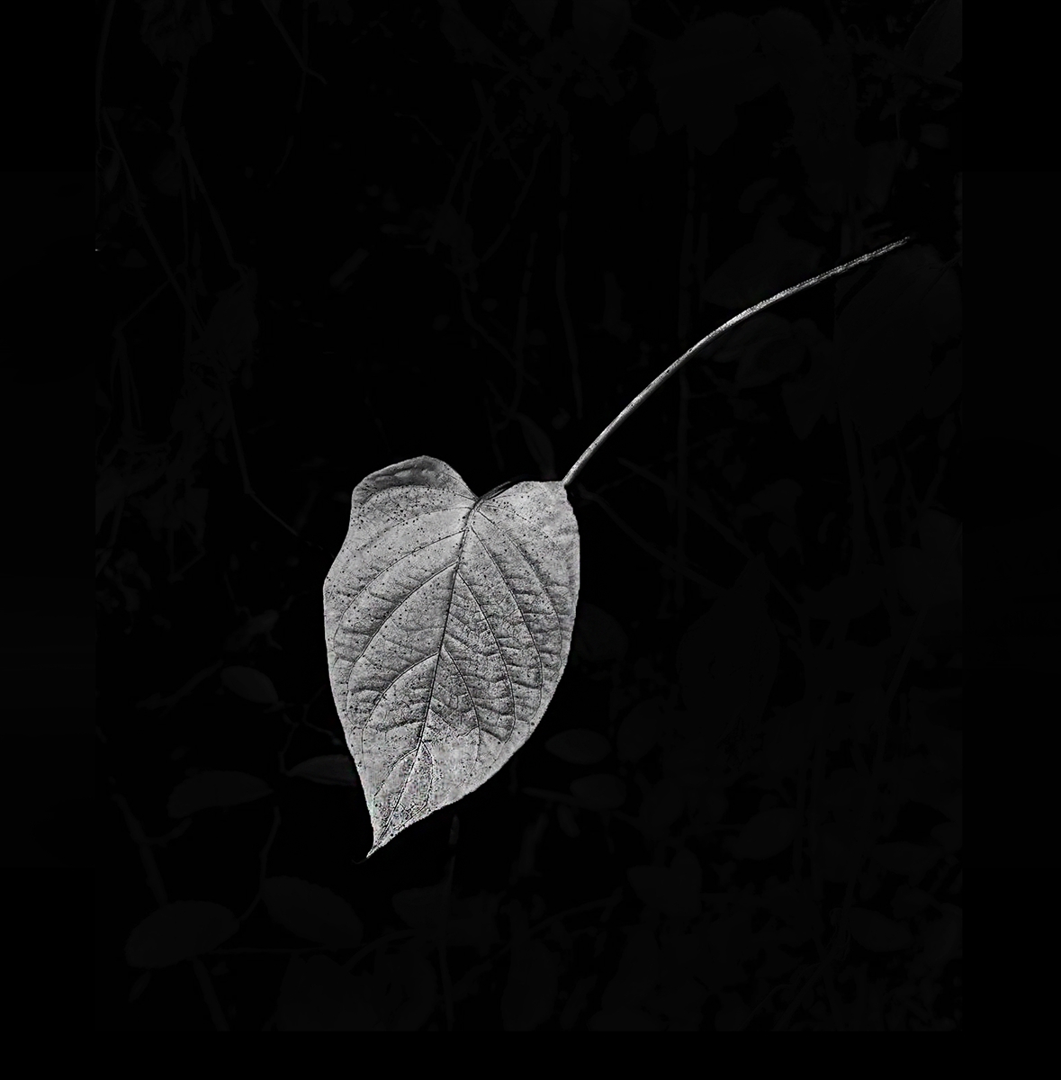 Leaf of Life