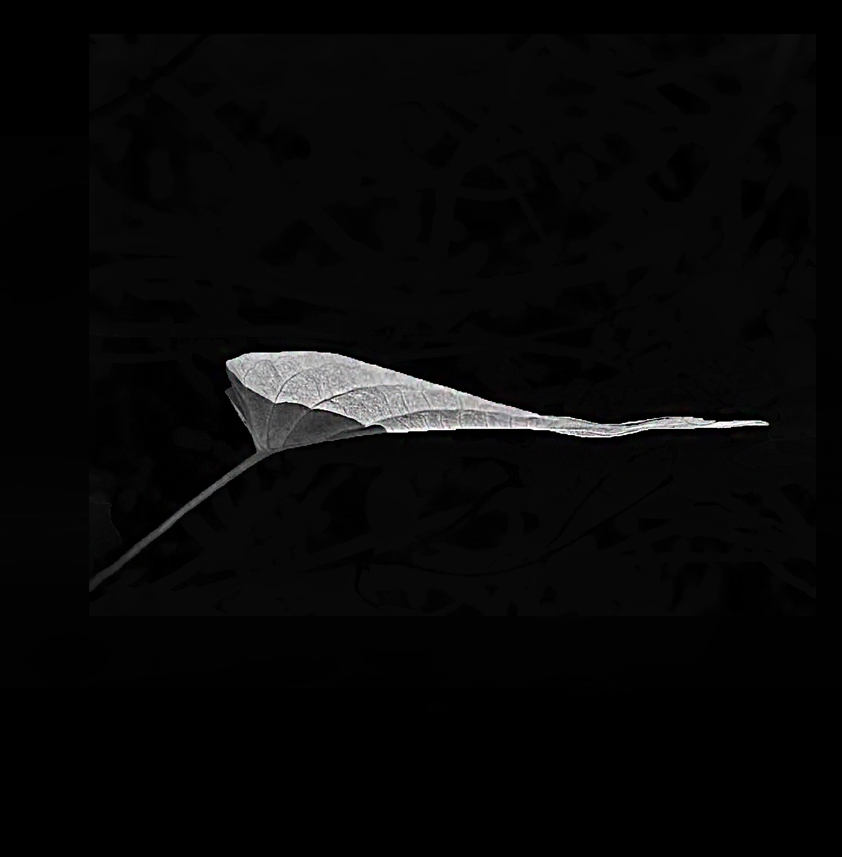 Leaf of Life