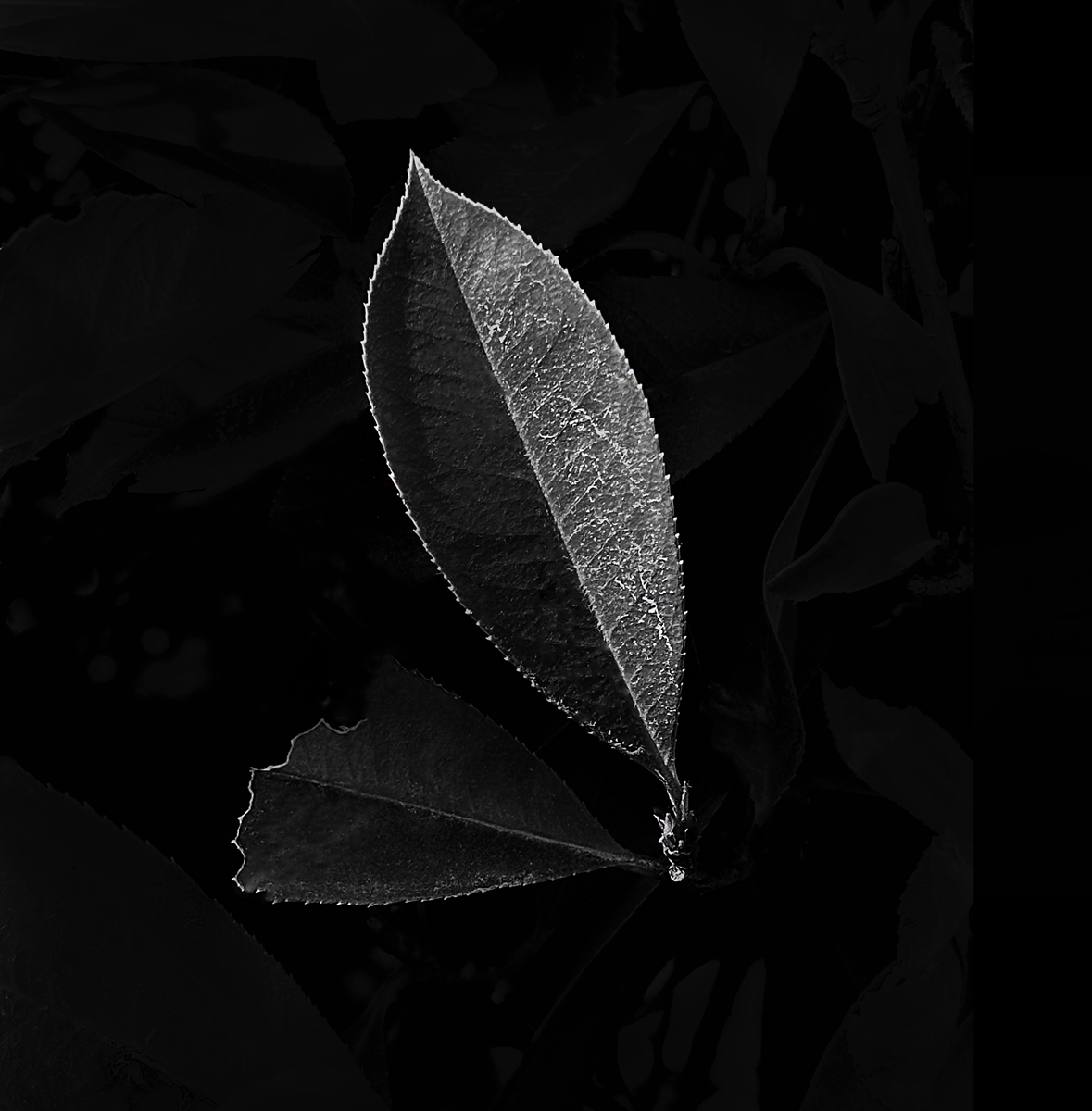 Leaf of Life