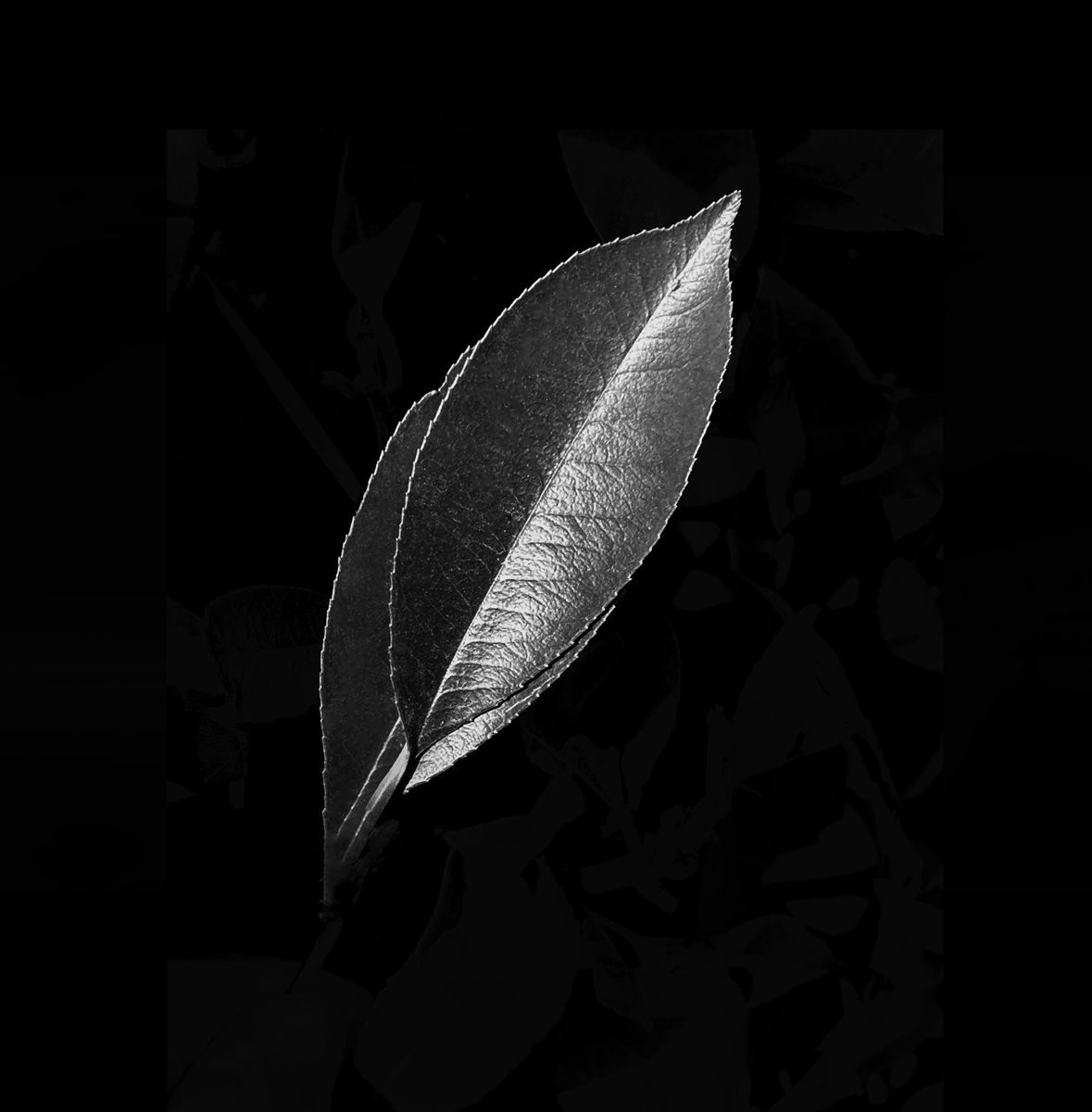 Leaf of Life