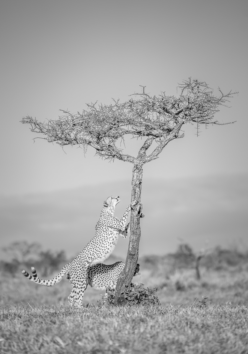 Spots everywhere