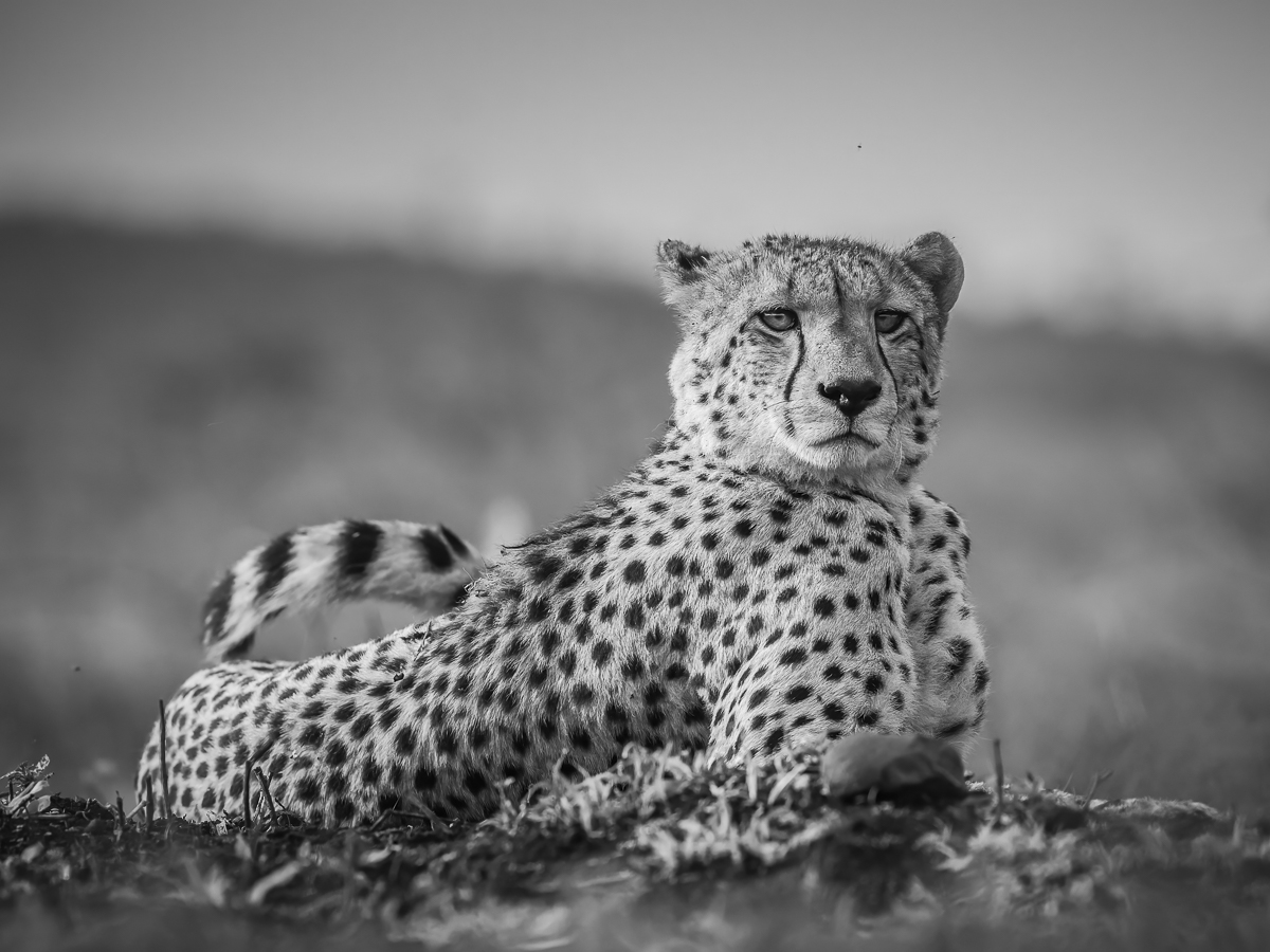 Spots everywhere