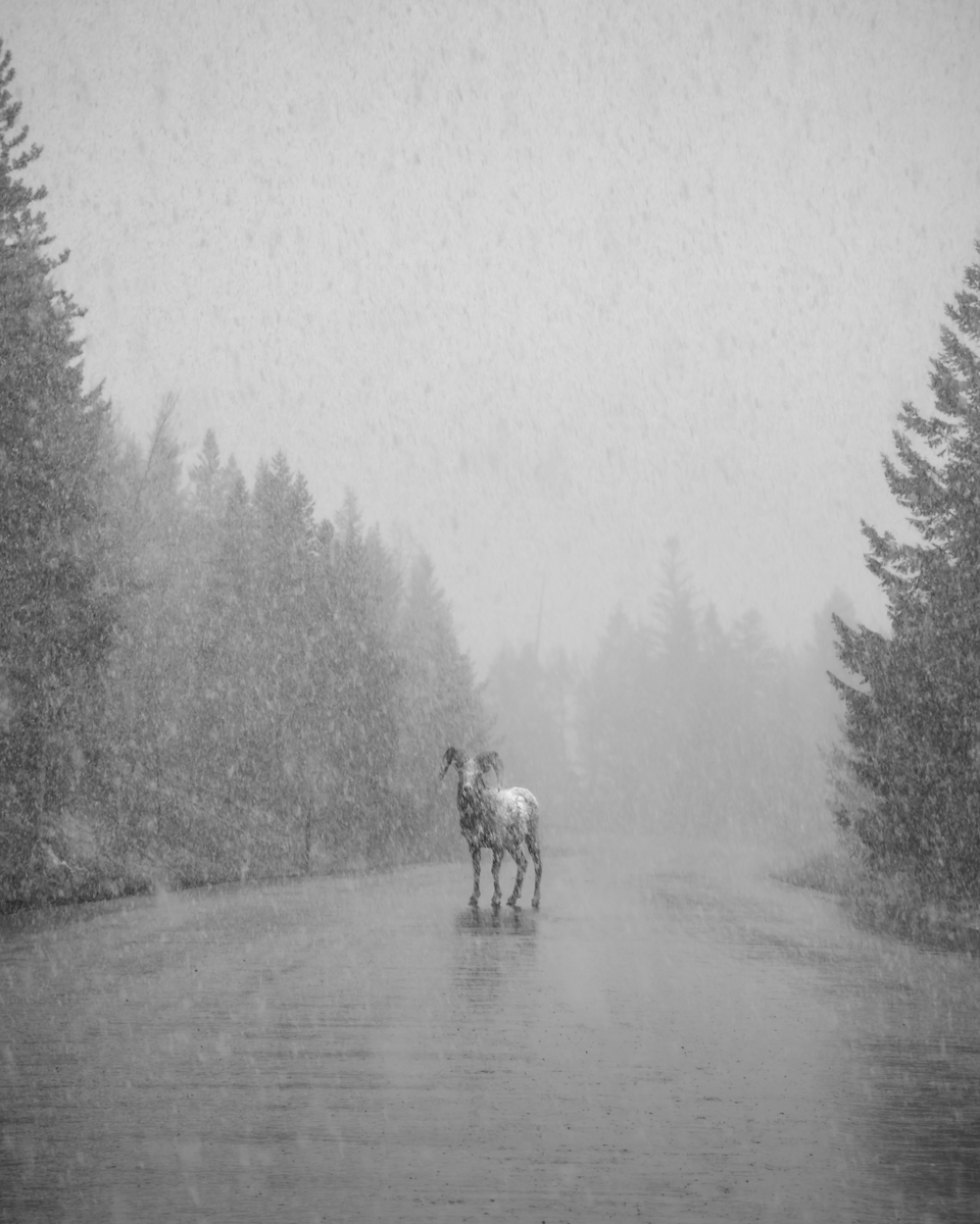 White Silence