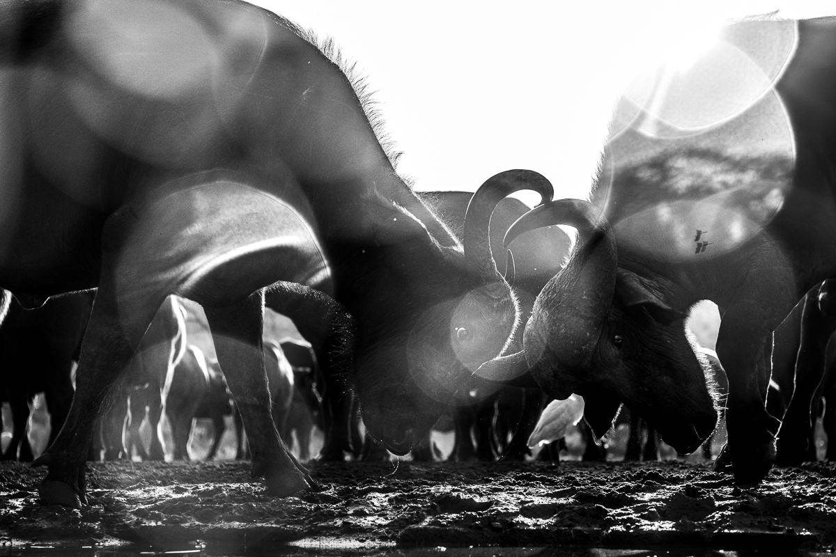 Trouble in the herd of Buffalos