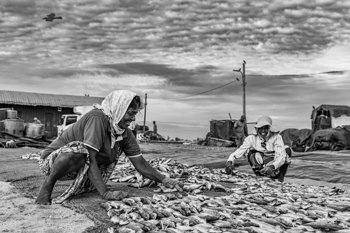Negombo Fish Drying Grounds