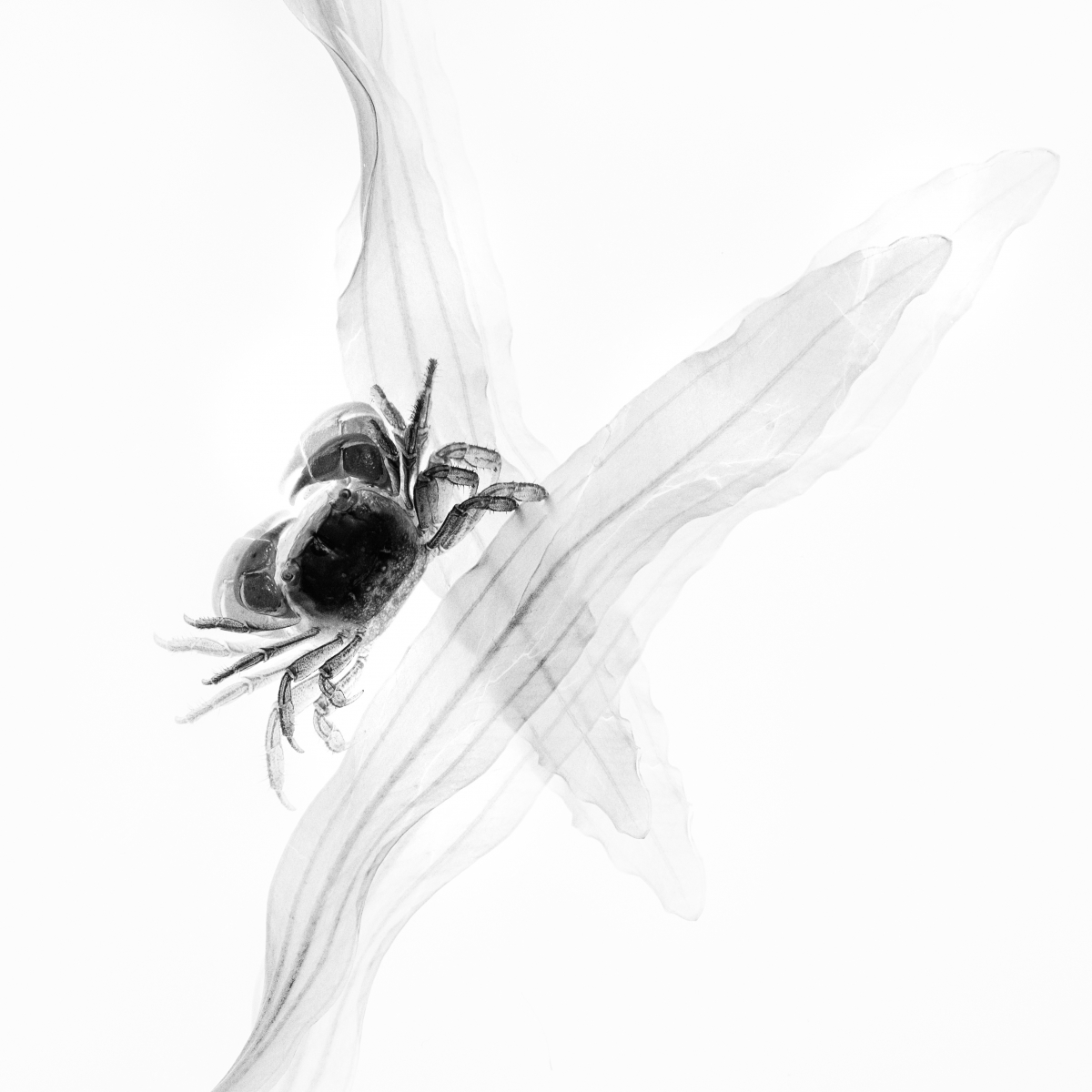 Ink in water
