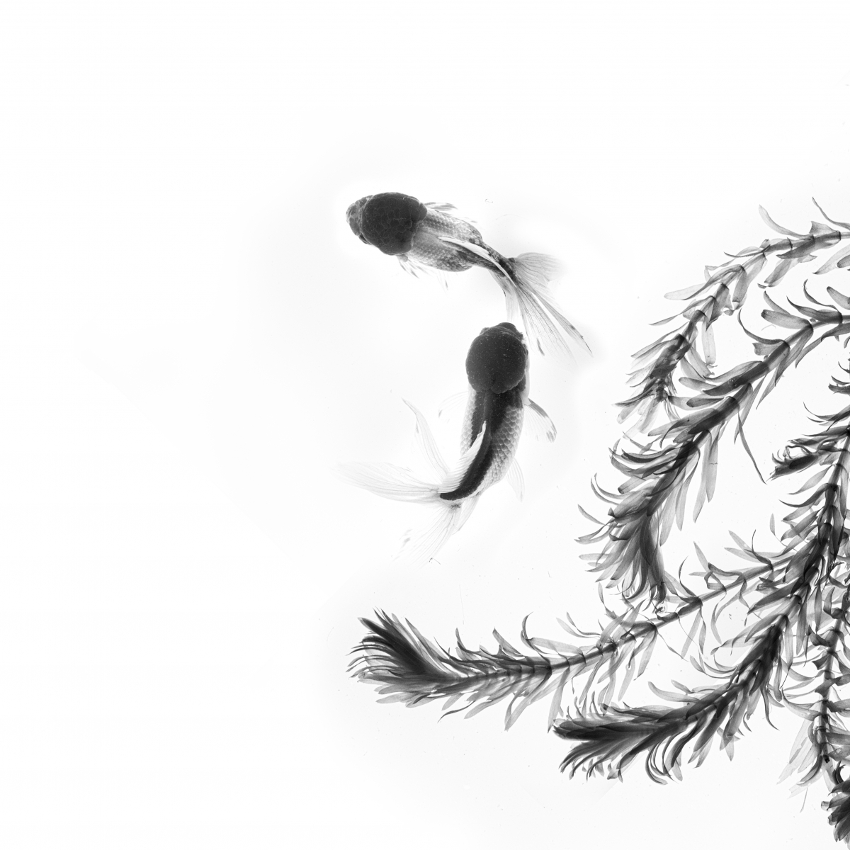Ink in water