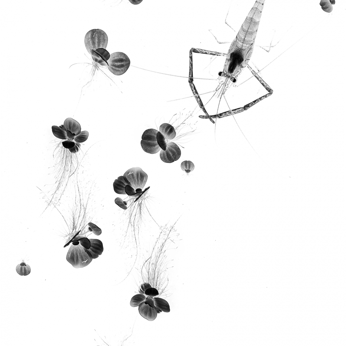 Ink in water