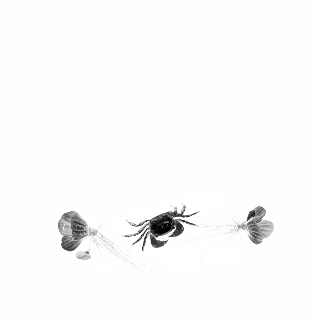 Ink in water