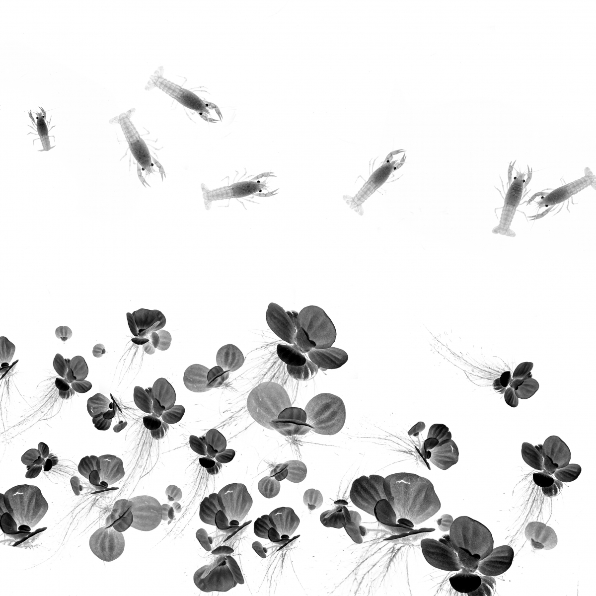 Ink in water